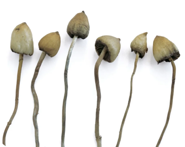 Shrooms Cambridge Dispensary dried mushrooms at cambridge shrooms dispensary