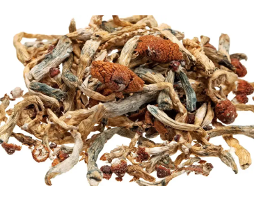 Shrooms Cambridge Dispensary shrooms cambridge dispensary magic mushroom products