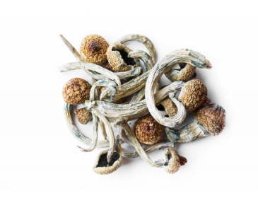 Shrooms Cambridge Dispensary shrooms cambridge dried mushshrooms photo