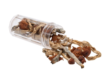 Shrooms Cambridge Dispensary shrooms cambridge magic mushrooms store products